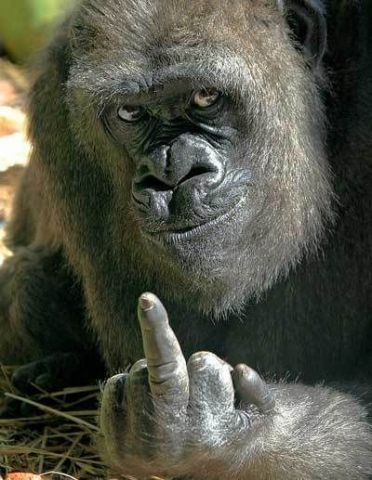 gorilla.jpg