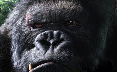 gorilla.jpg